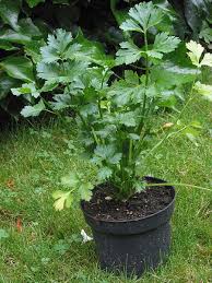 Daun ketumbar ni seakan daun sup tetapi ia agak nipis dan kecil sedikit. Apium Graveolens Herbal Advice Wiki Fandom