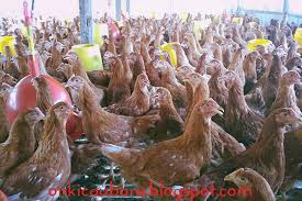 Maybe you would like to learn more about one of these? Cara Beternak Ayam Petelur Yang Benar Agar Berhasil On Kicau Baru