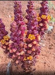 Image result for Alectra orobanchoides