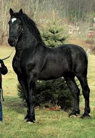 Black Percheron Stallion 19 Hands High His Name Is Moose Currently The Pecheron Supreme World Champion Hayvanlar Atlar Ve Hayvanlar Alemi
