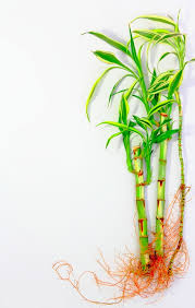 More images for how often should i water bamboo » Repotting Lucky Bamboo Is As Easy As Pie