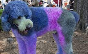Food coloring is another option you may want to explore. 4 Best Dog Hair Dyes Painting Your Pup For Special Events