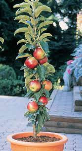 The sentinel apples are an exciting new type of dwarf trees that produce very short side branches that are covered in fruit, even on young plants. Scarlet Sentinel Columnar Apple Tree Ison S Nursery Vineyard