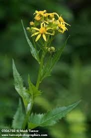 Image result for Senecio sp.no.3