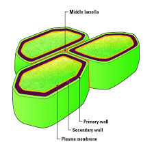 What is a plant cell wall composed of. Cellular Structures And Functions