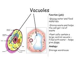 A very large vacuole found in mature plant cells. Cells And Their Functions Ppt Download