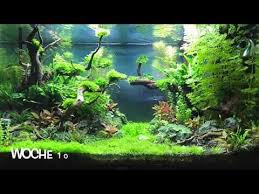 Juwel Rio 125 Liter Aquascape Youtube Aquascape Aquascape Design Aquascape Aquarium