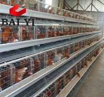 Jaulas Para Gallinas Ponedoras