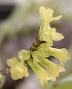 Image result for Diaphananthe