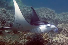 Week II & III, Maui 2021