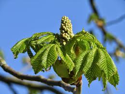 We did not find results for: Chestnut Tree Aesthetic Bud Sky Blue Green Leaves Tree Branch Chestnut Leaves Spring Bursting Pikist