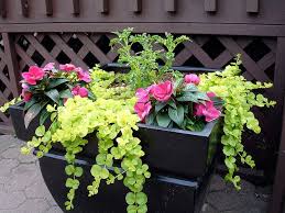 They will need more nitrogen than normal. Big Container Part Sun Poolside Plants Plants Container Plants