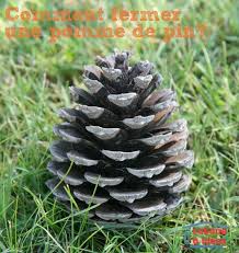 Une Experience Avec Une Pomme De Pin La Cabane A Idees Pomme De Pin Experience Scientifique Experience Scientifique Enfant