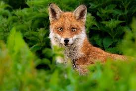 His photography chris has always had a keen interest in art and remains frustrated that his scientific course in education precluded him from the opportunity to practice with the many techniques which he admires in galleries around the world. Oldham Teenager S Images Of Foxes Win Prize In Competition Quest Media Network Tameside Radio Tameside Reporter Oldham Reporter Glossop Chronicle