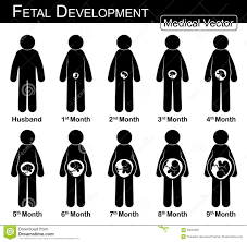 Fetal Development Pregnant Woman And Fetal Growth In Womb