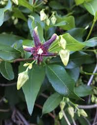 Image result for Periploca