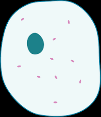 Finally, an unlabeled version of the diagram is included at the bottom of the page, in color and black and white. Simple Diagram Of Animal Cell Clipart Free Download Transparent Png Creazilla