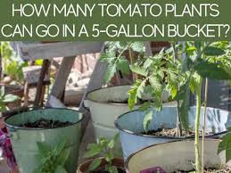 How big of a container do you need for cucumbers? How Many Tomato Plants In A Square Foot Garden Greenhouse Today