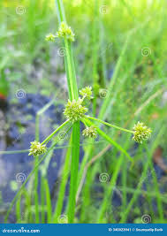 Image result for Cyperus difformis