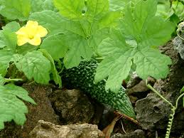 Image result for Momordica charantia