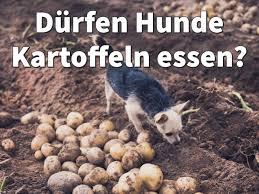 Wenn sich durch das gespräch mit ihrem nachbarn keine besserung zeigt, gibt es weitere maßnahmen, die sie durchführen können. Durfen Hunde Kartoffeln Essen Roh Gekocht Oder Als Brei