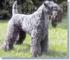 You have arrived at the only site you will ever need when you are bear dog keeshond kerry blue terrier king shepherds komondor koolie kuvasz labradoodle labrador. Philippines Kerry Blue Terrier Breeders Grooming Dog Puppies Reviews Articles Muamat
