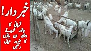 It was indeed a tired day but alhamdulillah. Goat For Qurbani Best Goat Qurbani For Sale Bakra Qurbani By Goat Farming