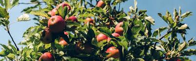 If left unchecked, it can stunt or even kill the tree. Best Fruit Trees To Grow In Northern Virginia Green Vista Tree Care