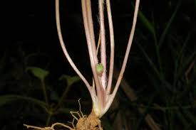 Image result for Centella glabrata