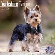 These coffee machine parts and parts are customizable too. Yorkshire Terrier Calendar 2022 Yorkshire Terrier Dog Breed Calendar Yorkshire Terriers Premium Wall Calendar 2022 Walmart Com Walmart Com