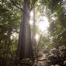 Port klang (kelang) serves malaysia's capital city kuala lumpur. Bukit Gasing Forest Reserve Kuala Lumpur Aktuelle 2021 Lohnt Es Sich Mit Fotos Tripadvisor