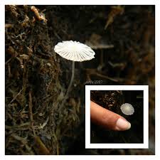 Image result for Coprinus sp.