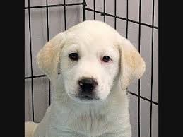 Meet brilliant bounty, a labrador retriever mix dog for adoption, at safe haven puppy rescue in reston, va on petfinder. Herndon Pets Who Need A Home Meet Kindly Kenzo Reliable Raz Breezy Billie Jean More Herndon Va Patch
