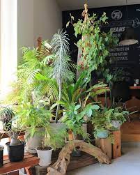インドアグリーン 観葉植物 多肉植物 サボテン グリーン インテリアグリーン 土間 土間リビング green plants