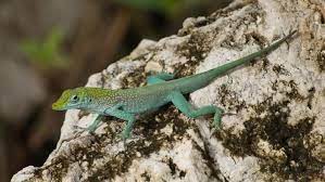 What Do Small Lizards Eat Small Lizards Lizard Baby Lizards