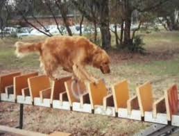 Pin Auf Hund