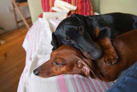 Pictured on this page are our dogs or past puppies. Dachshund Rescue In Alabama Petsidi