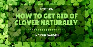 I'm trying to get rid of the clover, not encourage it! relax, i know. 8 Tips On How To Get Rid Of Clover Naturally In Your Garden Garden Ambition