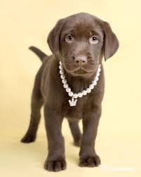 Rachael Hale Labrador Retriever Labrador Labrador Puppy