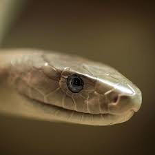 Als giftschlangen werden schlangen bezeichnet, die zur jagd auf beute und zur verteidigung giftstoffe einsetzen. Who Will Todeszahlen Durch Schlangenbisse Verringern Wissen