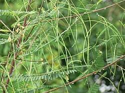 Image result for Sesbania macowaniana