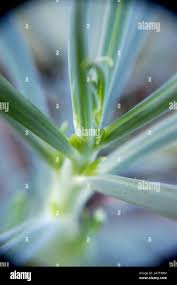 Image result for tbn:HNtrRnQBmFuaxM::www.bluechopsticks.com/img_large/800CC_0805S1015.jpg