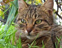 11 Ways To Rid Feral Cats
