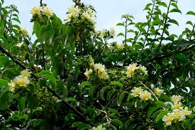 Image result for Pereskia aculeata