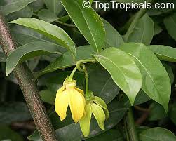 Image result for Artabotrys