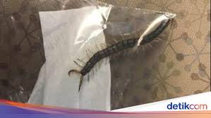 We did not find results for: Bangun Bangun Kesakitan Remaja Ini Keluarkan Kelabang Dari Telinga