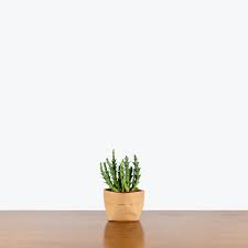 Image result for Orbea caudata