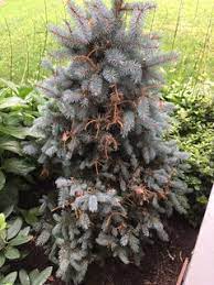 (some products not for blue spruce). Spraying Blue Spruce For Needlecast