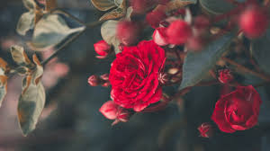 See more ideas about blackpink rose, blackpink, park chaeyoung. Rose Tree Wallpaper Hd