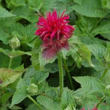 Image result for Monarda didyma